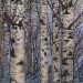 Birch Landscape Birch Landscape