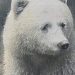 Lady - the Spirit Bear