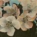 Apple Blossoms